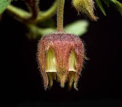 Attēlu rezultāti vaicājumam “Galium rivale flower”