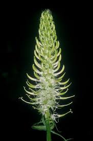 Attēlu rezultāti vaicājumam “Phyteuma spicatum bud”