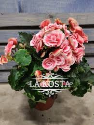 Image result for Бегония Элатиор 12х22 4601887072423