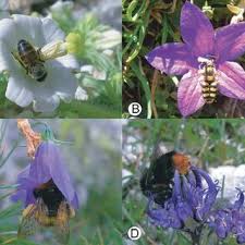 Image result for Campanula strigosa