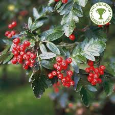 Attēlu rezultāti vaicājumam “Sorbus hybrida”