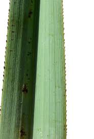 Attēlu rezultāti vaicājumam “Cladium mariscus”