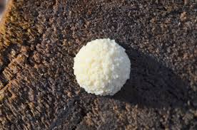 Attēlu rezultāti vaicājumam “Reticularia lycoperdon young”