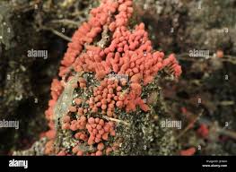 Attēlu rezultāti vaicājumam “Arcyria affinis stalked”