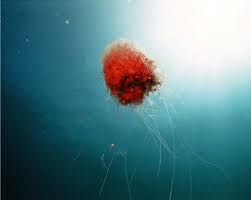 Image result for Cyanea capillata