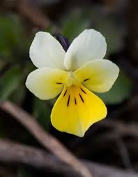 Attēlu rezultāti vaicājumam “Viola arvensis”