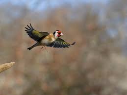 Attēlu rezultāti vaicājumam “Carduelis carduelis”