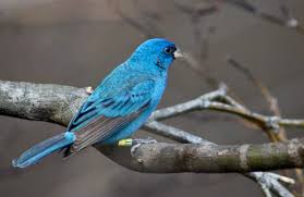 Image result for Passerina cyanea