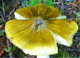 Attēlu rezultāti vaicājumam “Tricholoma flavovirens”