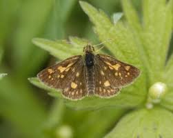 Attēlu rezultāti vaicājumam “Carterocephalus palaemon”
