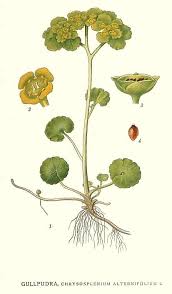 Attēlu rezultāti vaicājumam “Chrysosplenium alternifolium”