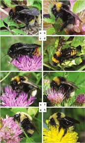 Attēlu rezultāti vaicājumam “Psithyrus sylvestris”