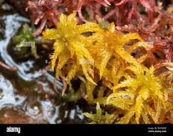 Attēlu rezultāti vaicājumam “Sphagnum inundatum”