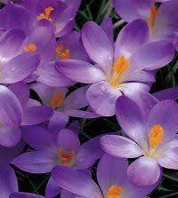 Attēlu rezultāti vaicājumam “Crocus tommasinianus”