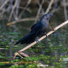 Attēlu rezultāti vaicājumam “Anomodon longifolius”