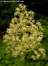 Attēlu rezultāti vaicājumam “Sambucus racemosa flower”