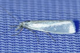 Attēlu rezultāti vaicājumam “Crambus”