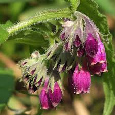 Attēlu rezultāti vaicājumam “Symphytum officinale bud”