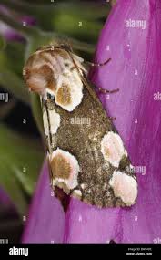 Attēlu rezultāti vaicājumam “Thyatira batis imago”