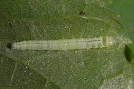 Attēlu rezultāti vaicājumam “Semioscopis avellanella”