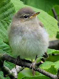 Attēlu rezultāti vaicājumam “Phylloscopus collybita”