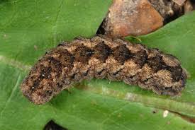 Attēlu rezultāti vaicājumam “Polia nebulosa”