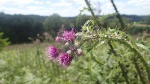 Attēlu rezultāti vaicājumam “Cirsium palustre flower”