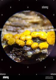 Attēlu rezultāti vaicājumam “Oligonema persimile macro”