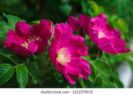 Attēlu rezultāti vaicājumam “Rosa majalis”