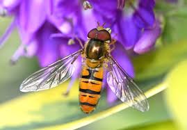 Attēlu rezultāti vaicājumam “Episyrphus balteatus”