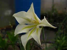 Attēlu rezultāti vaicājumam “Gladiolus imbricatus flower”