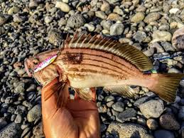 Image result for Mycteroperca rubra