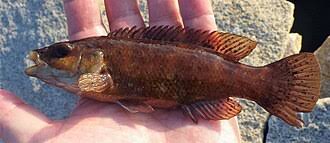 Image result for Tautogolabrus adspersus