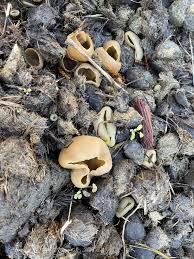 Attēlu rezultāti vaicājumam “Peziza vesiculosa”