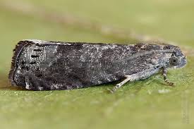 Attēlu rezultāti vaicājumam “Grapholita funebrana larva”