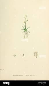 Attēlu rezultāti vaicājumam “Subularia aquatica leaf”