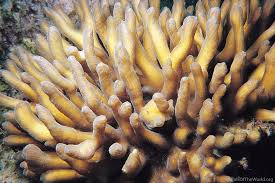 Attēlu rezultāti vaicājumam “Colostygia pectinataria male”