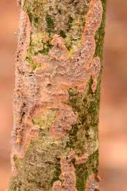 Attēlu rezultāti vaicājumam “Phlebia radiata”