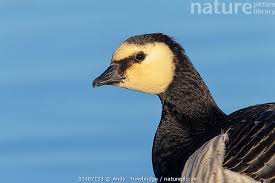 Attēlu rezultāti vaicājumam “Branta leucopsis”