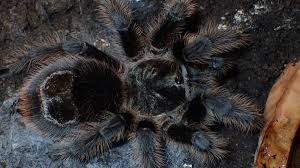 Znalezione obrazy dla zapytania Grammostola grossa