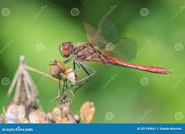 Attēlu rezultāti vaicājumam “Sympetrum vulgatum male”