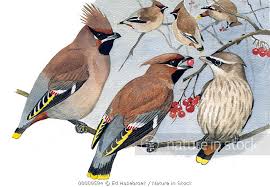 Attēlu rezultāti vaicājumam “Bombycilla garrulus adult”