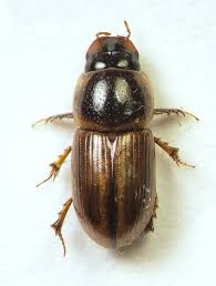 Attēlu rezultāti vaicājumam “Aphodius subterraneus”