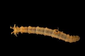 Attēlu rezultāti vaicājumam “Tipulidae larva”