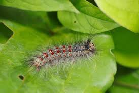 Attēlu rezultāti vaicājumam “Lymantria dispar larva”