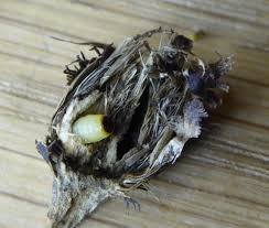 Attēlu rezultāti vaicājumam “Urophora jaceana”