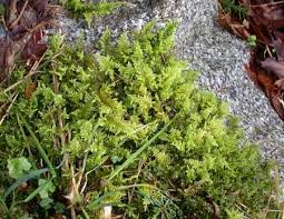 Attēlu rezultāti vaicājumam “Eurhynchium praelongum”