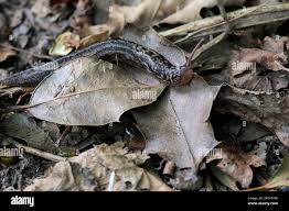 Attēlu rezultāti vaicājumam “Limax maximus”