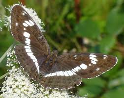 Attēlu rezultāti vaicājumam “Limenitis camilla upperside”