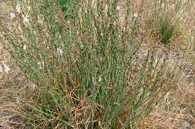 Image result for Asphodelus fistulosus